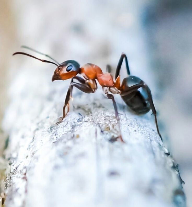 Ant infestation example