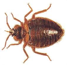 Bed bug infestation example