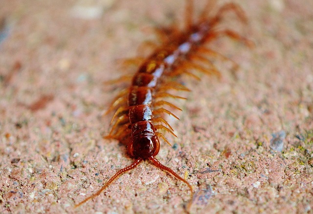 Centipede and millipede example
