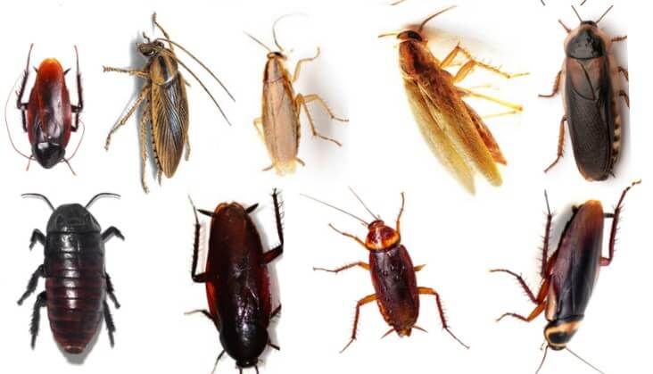 cockroach infestation example