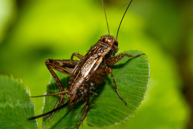 Cricket infestation example