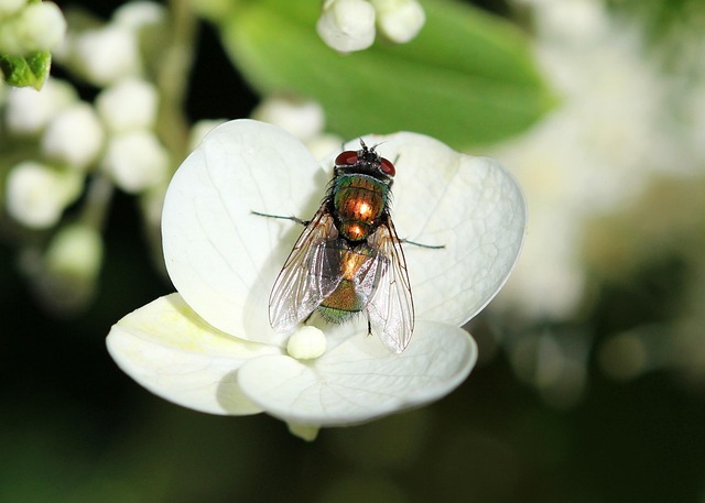 Fly infestation example