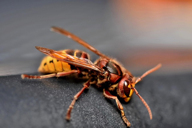 Wasp and hornet infestation example