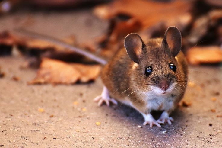Rodent infestation example