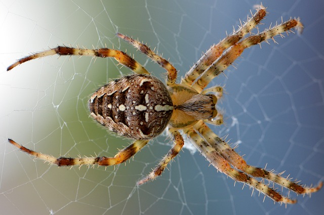 Spider infestation example