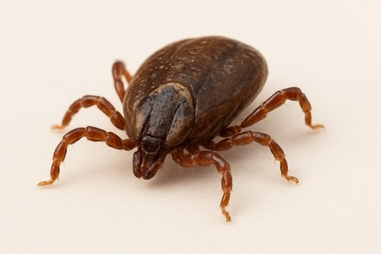 Tick infestation example